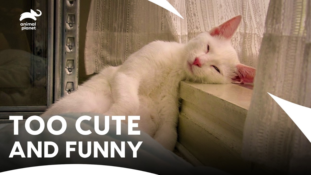 Самые смешные вирусные кошачьи моменты в интернете🤣| Самые милые кошки Америки, 2 сезон, 1 серия ...