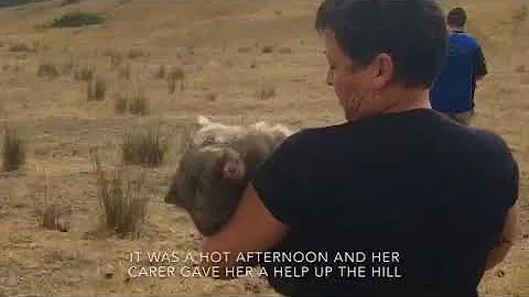 Releasing wombat Kathryn