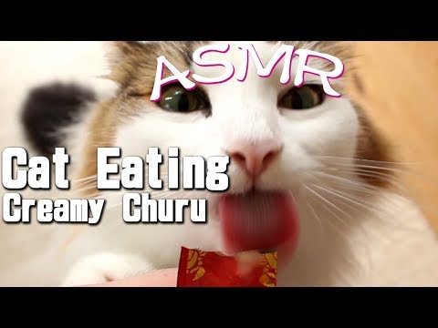 ［ASMR］1 Hour of Cat Eating Sound Effect（INABA Creamy Churu）