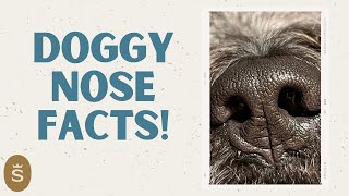 Interesting Dog Nose Facts! | CC | Ep 41 by Teddybear Goldendoodles by Smeraglia 88 views 1 month ago 23 minutes