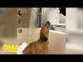 Watch this happy dachshund enjoy his shower time