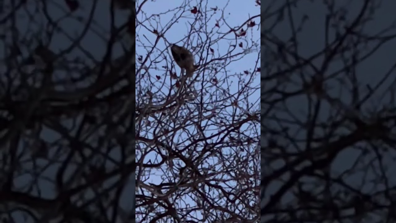 Squawking Heron On Tree Branch