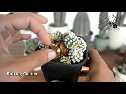 Video: Drechslera Kaktus Kök Çürüməsi: Çürüyən Kaktusları Necə Saxlamaq olar