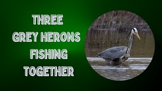 A group of Grey Herons catching fish at Blacktoft Sands