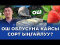 Ошто жашап миллиондорду тапса болот! Кантип? #кулпунай_малина_кыргызстан