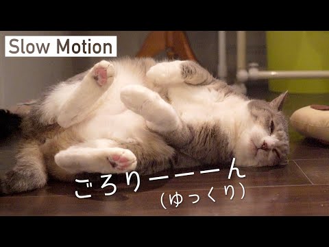 スローモーションな猫達 | モアクリ | Vlog#045