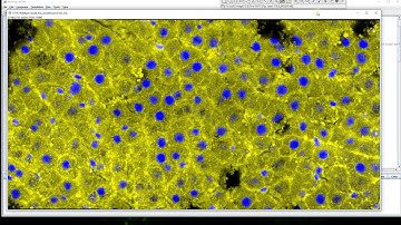 Automatically stitching Zeiss .CZI files (LSM700) with Fiji / ImageJ
