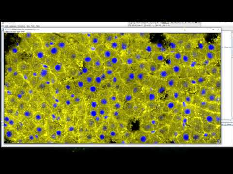 Automatically stitching Zeiss .CZI files (LSM700) with Fiji / ImageJ