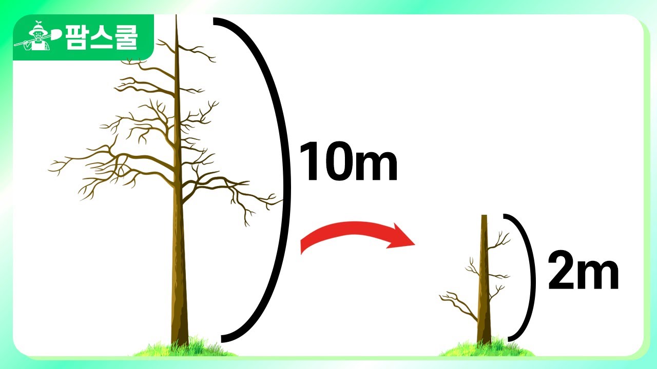 100년 자란 고목을 어떻게 낮춰야 할지 고민 많으시죠? ㅣ 고목 수고 낮추는 방법 ㅣ 맹아 불러내기