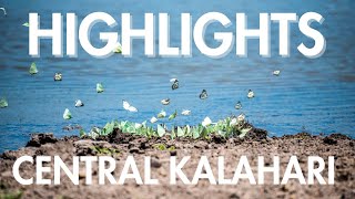 Highlights of Central Kalahari