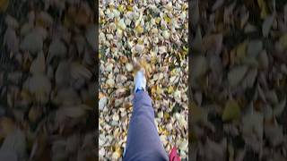 К вам пришла #осень ⁉️🍂🍁 #листопад #крастота #природа #золото  #асмр #asmr