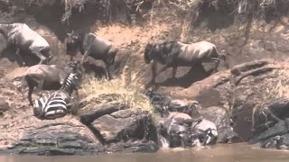 Wildebeests Zebras Surprising Attack Crocodile Kills Wild Wild Doentary