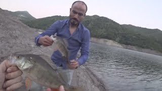 Lrf Balık Avı Perch Levrek Balık Avı Oltaya Balık Vuruşu