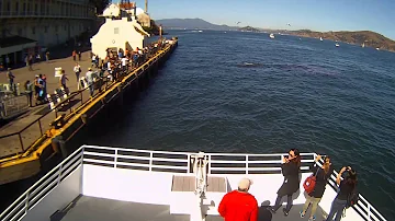 ¿Había tiburones cerca de Alcatraz?