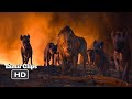 The Lion King (2019) - Simba Team vs. Scar Team Fight Scene Tamil [17/19] | MovieClips Tamil
