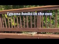 Iguana basks in the sun. #floridanature