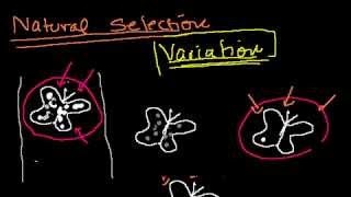 Introduction to Evolution and Natural Selection