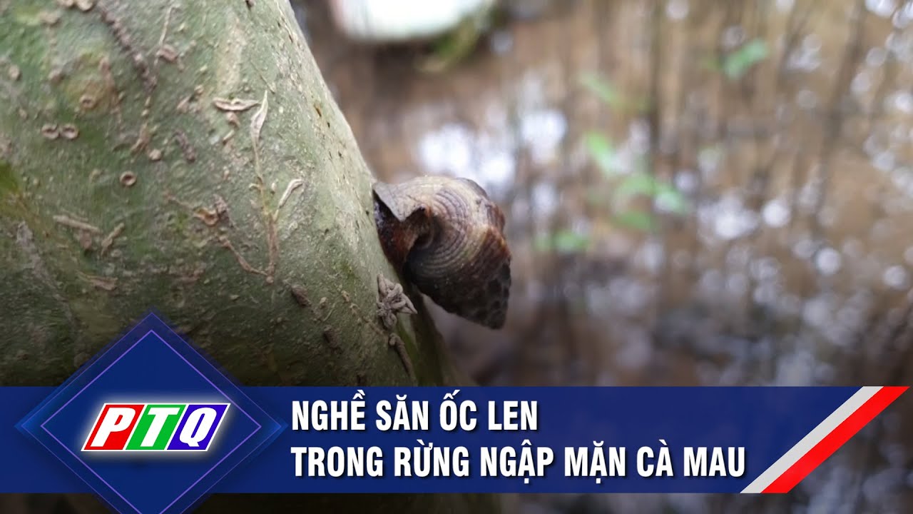 Nghề săn ốc len trong rừng ngập mặn Cà Mau | PTQ - YouTube