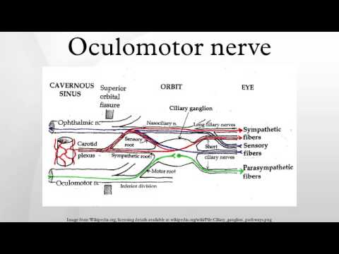oculomotor nerve youtube superior orbital fissure