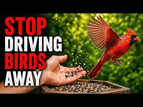 10 Everyday Things That Are Quietly Driving Birds Away From Your Yard Forever (Stop Now)
