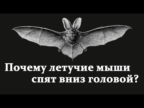 Почему летучие мыши спят вниз головой?