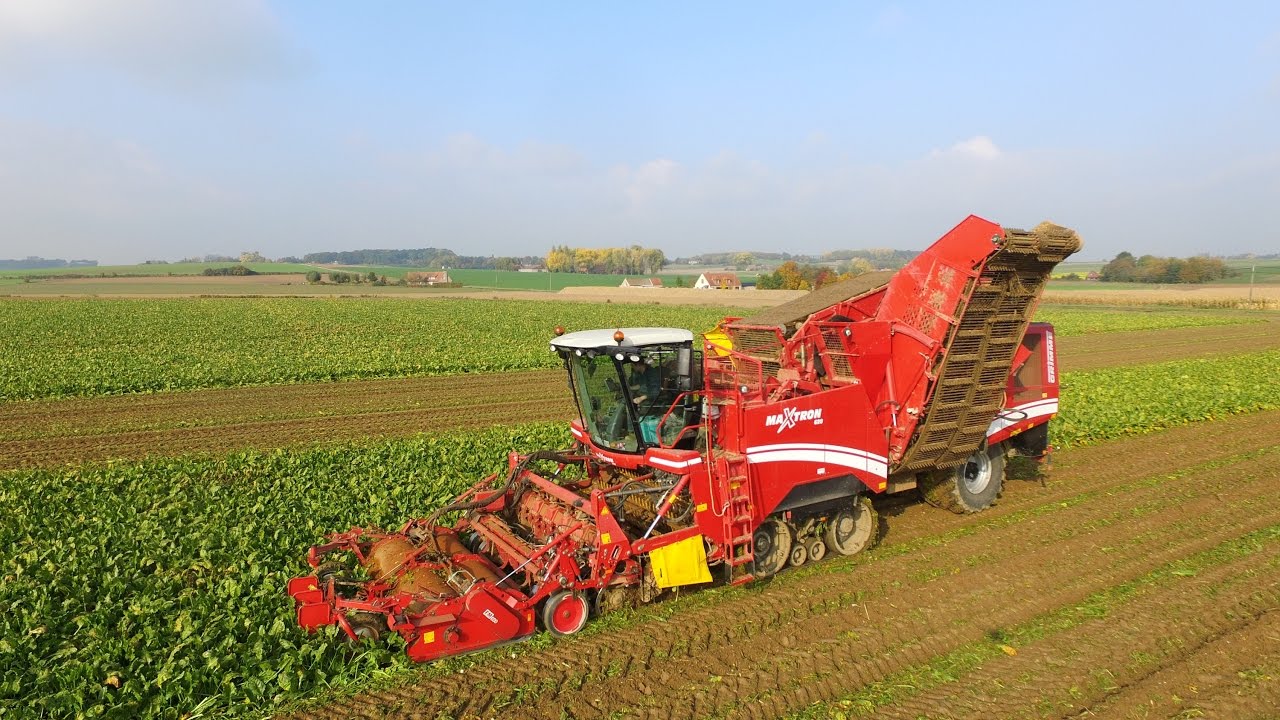 Grimme maxtron 620 -Dewulf 8000 -Bieten rooien 2016- Goemaere uit Sint Denijs