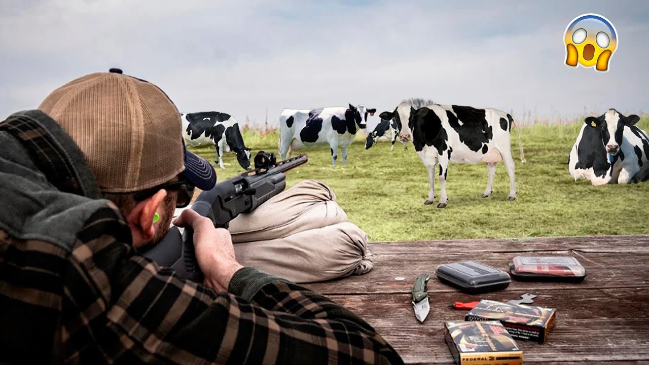 ESSE FAZENDEIRO ABATE O GADO COM RIFLE E O MOTIVO IMPRESSIONA