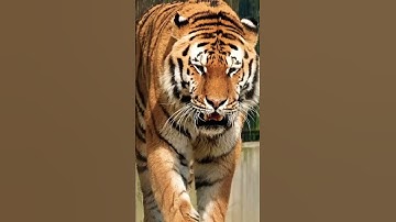 Thumbnail of Tiger 🐯 King 👑 | Tiger Growling Sound | Tiger Roar Sound | Must Watch | Animal Lover