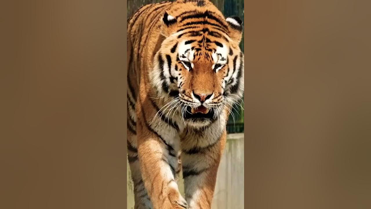Tiger 🐯 King 👑 | Tiger Growling Sound | Tiger Roar Sound | Must Watch | Animal Lover