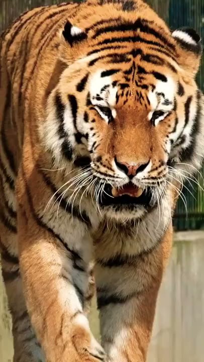 Tiger 🐯 King 👑 | Tiger Growling Sound | Tiger Roar Sound | Must Watch | Animal Lover