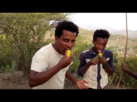 ቪዲዮ: ቁልቋል እንዴት ማጠጣት -በክረምት እና በበጋ በቤት ውስጥ ምን ያህል ጊዜ ማጠጣት። አንድ ትንሽ ቁልቋል በወር ስንት ጊዜ መጠጣት አለበት?