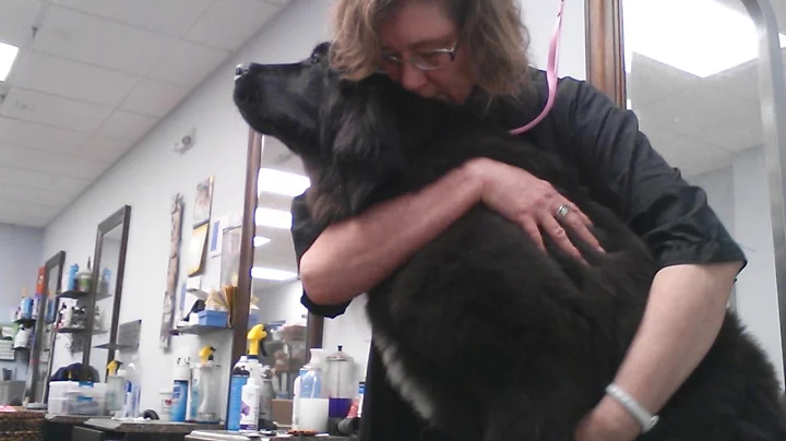LAP Therapy with a Newfie puppy