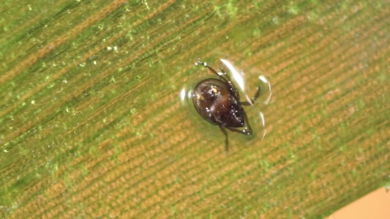 Водяной клещ "танцует" на водоросли:) - YouTube