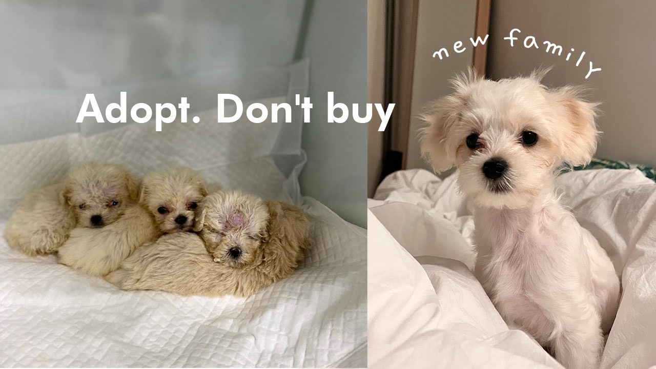 10년만에 새로운 가족이 생겼다 | 강아지 입양 첫날 브이로그 | 구조견 입양