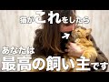 猫がこの行動をしたらあなたは最高の飼い主です