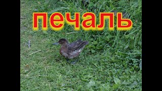Утята серой утки . Печальный день Утята серой утки . Печальный день