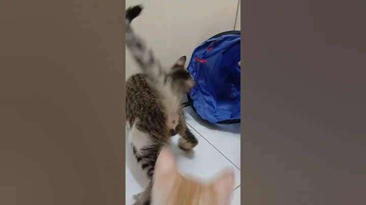 Video 4495261: tabby kitten, tabby girl, little tabby, beautiful tabby, baby tabby, kittens litter, tiny baby kittens, kitten adoption, rescue