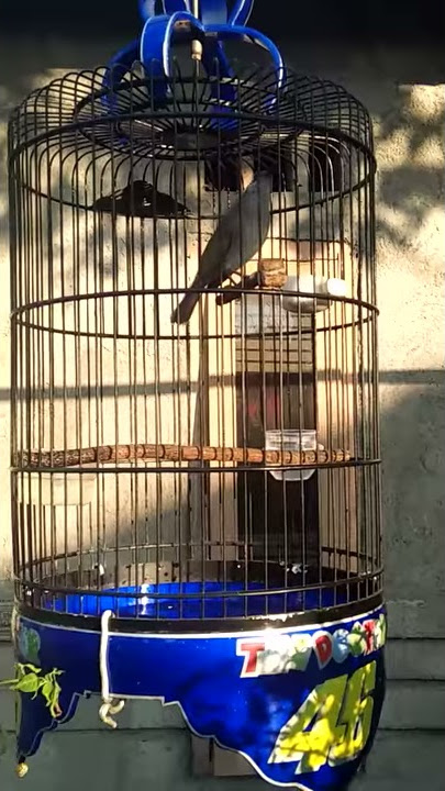 Burung  juara kecial kombok SEMESTA ditawar 45 juta miliknya lalu alam daur asal penujak Lombok