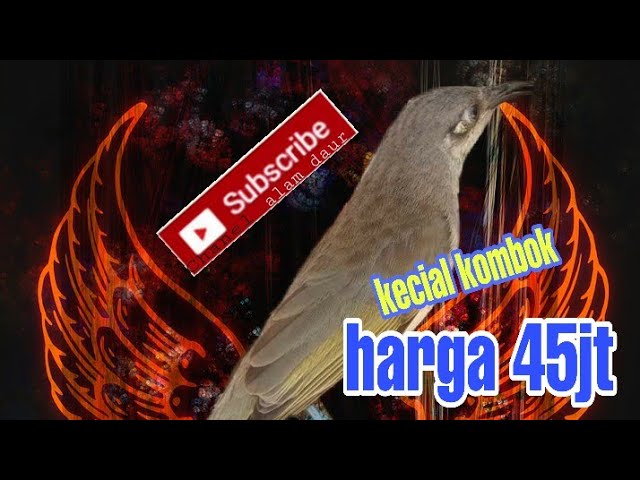 Burung  juara kecial kombok SEMESTA ditawar 45 juta miliknya lalu alam daur asal penujak Lombok class=