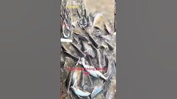 Đàn cá lạ số lượng lớn trên sông Tiền thiện nhiên ban tặng cho người dân Hồng Ngự Đồng Tháp