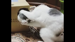 Lord of the box!  Funny video with cats and kittens for a good mood!
