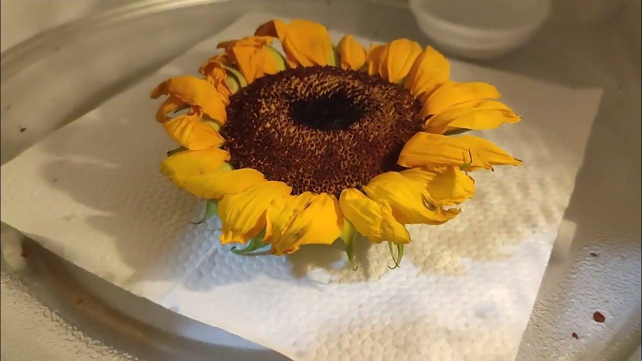 Anong mangyayari kapag nag microwave ng sunflower? driedflower 