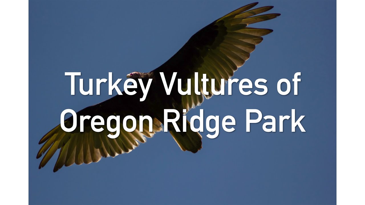 Turkey Vultures of Oregon Ridge Park YouTube