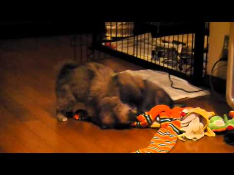 じゃれあうチベタンスパニエル　Tibetanspaniel