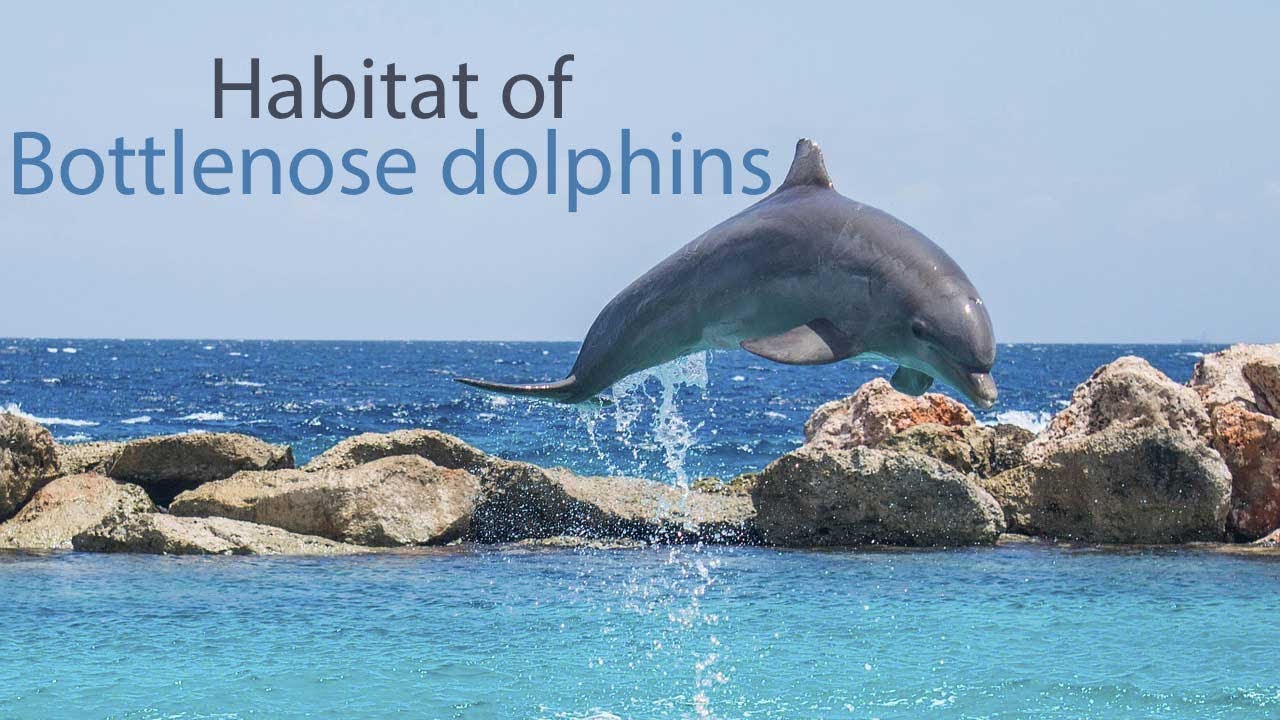 Bottlenose Dolphin Scientific Classification Chart