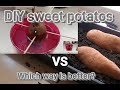 Diy sweet potato slips cant teach old dog new tricks so they say sweet potato slips garden diy