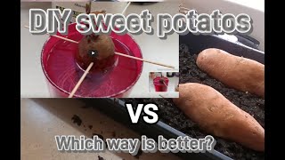 diy sweet potato slips can't teach old dog new tricks so they say #sweet #potato #slips #garden #diy by Sharp Ridge Homestead 135 views 3 weeks ago 9 minutes, 27 seconds