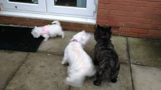 Westie Pups versus Cairn Terriers - who's the boss?