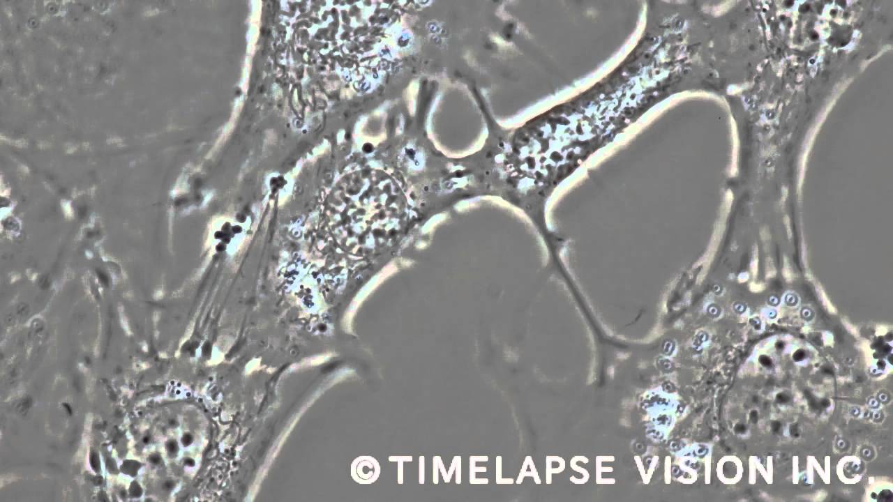 細胞を知る。エンドが変わる Cells that dance at the end of cytokinesis - YouTube