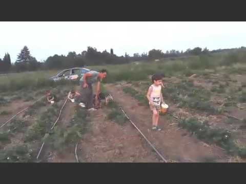 მარწყვის კრეფა